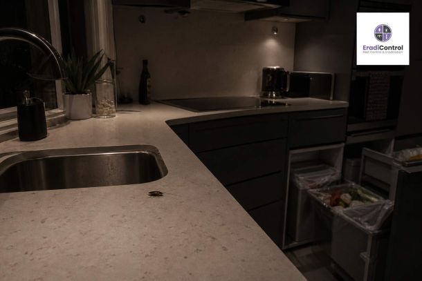 Cockroach on kitchen worktop in a UK home at night near sink and bin area