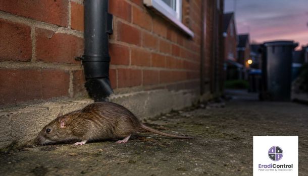 Brown rat beside a residential property in Southampton