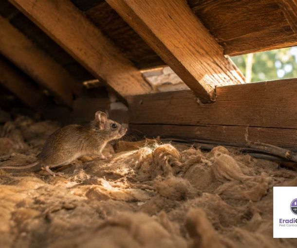 House mouse entering a loft in a Southampton home before autumn.