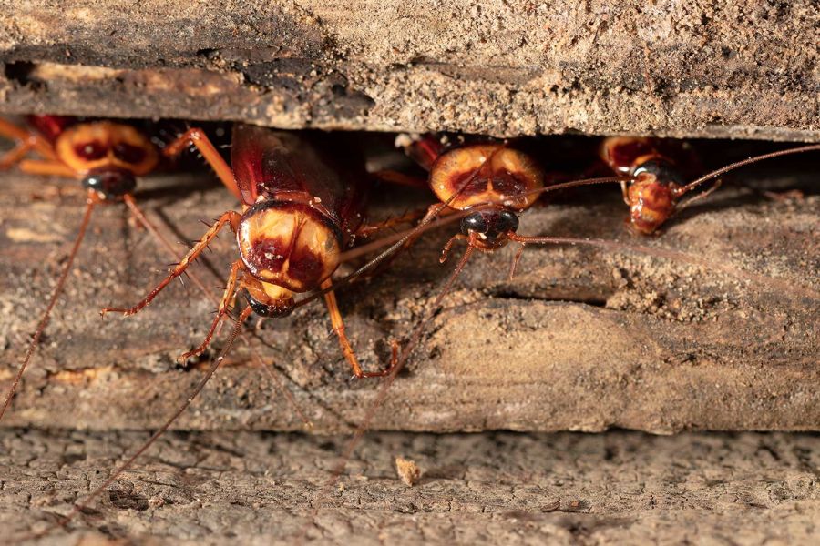 Pest Control Lymington