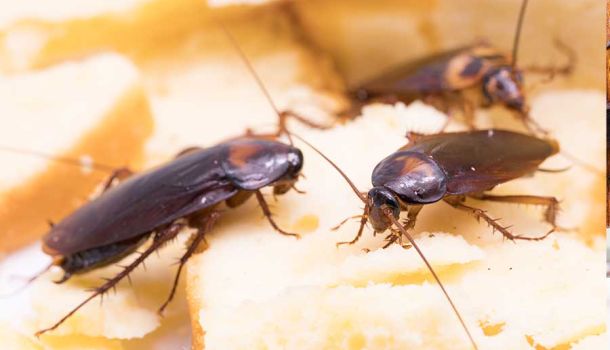 10 Best Ways To Get Rid Of Cockroaches Quickly