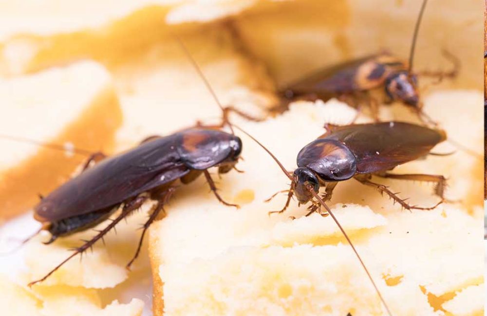 10 Best Ways To Get Rid Of Cockroaches Quickly