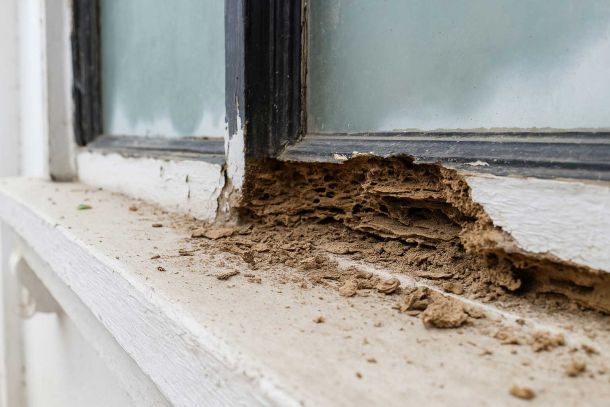 Preventing termite risk