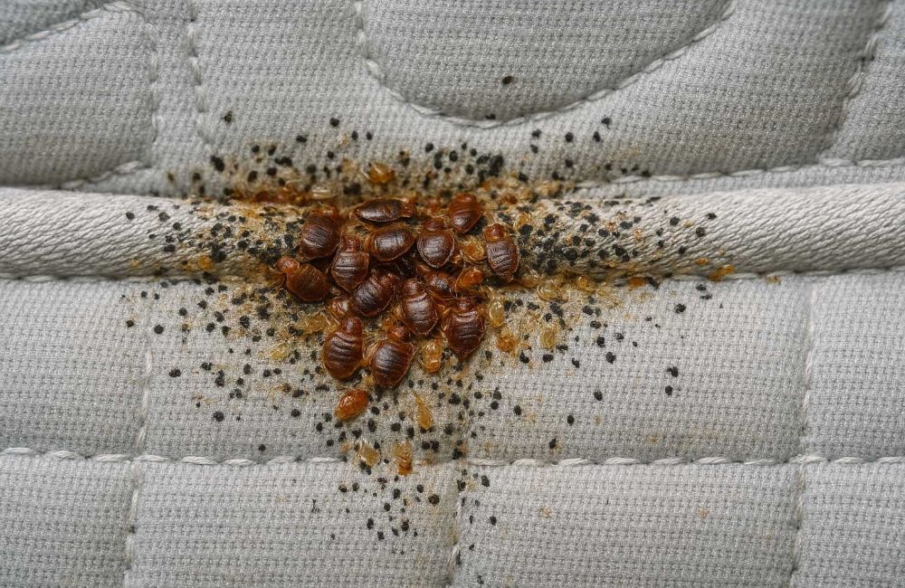 How To Get Rid Of Bed Bugs In 5 Easy Step