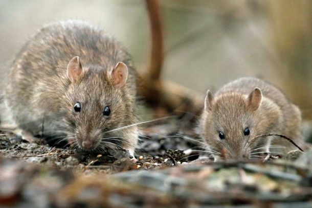 Rodent Control