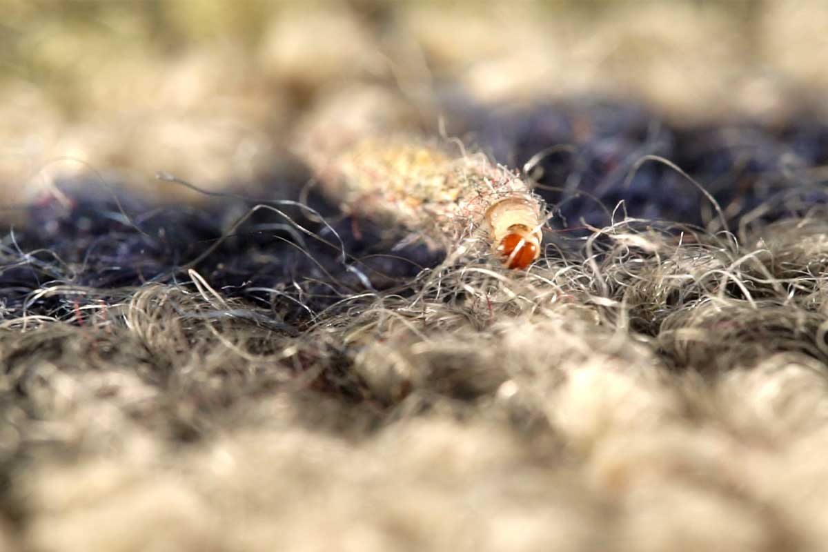 Carpet Moth Control