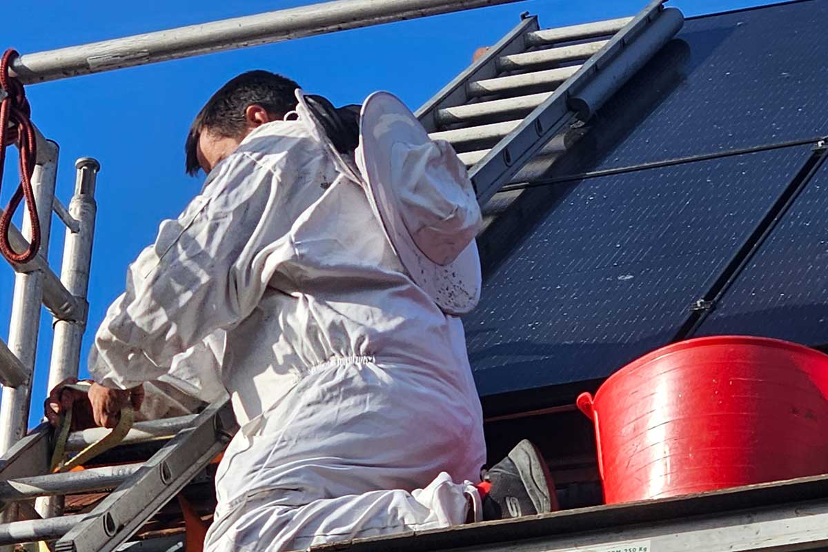 Pest Control in Lyndhurst