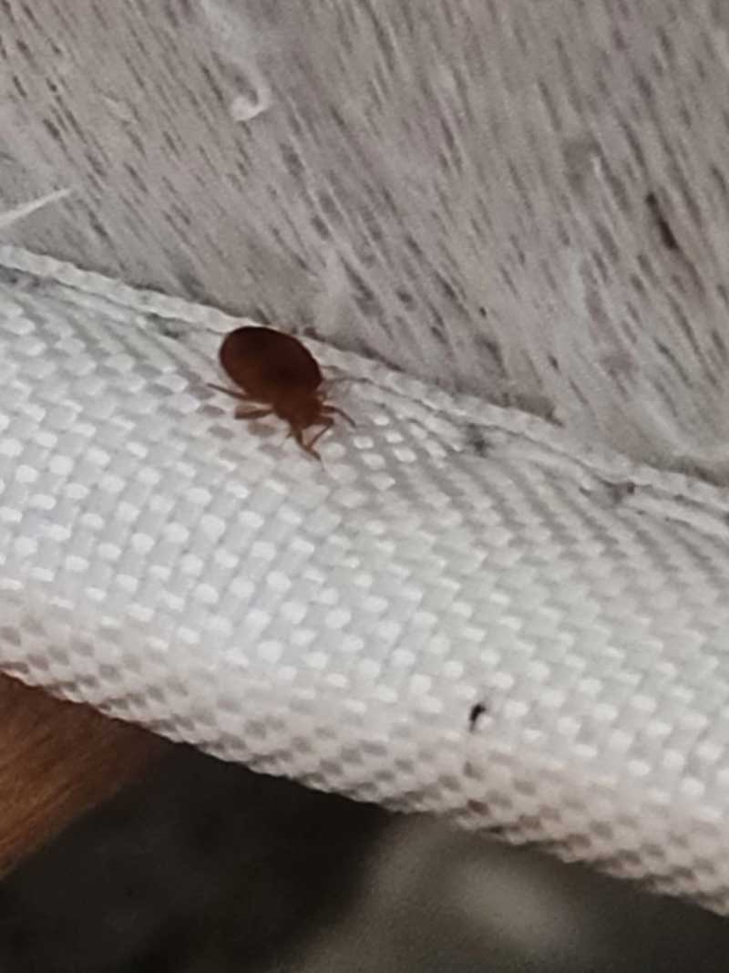 Compassionate Bed Bug Treatment for Terminally Ill Client in ...