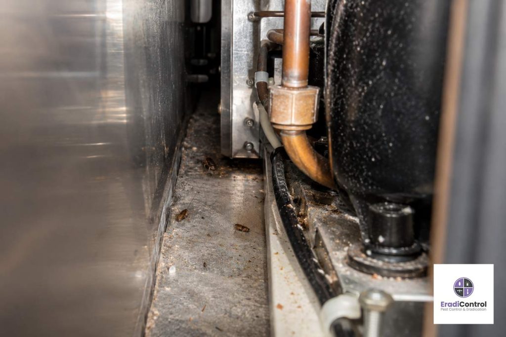 German cockroach hiding behind commercial kitchen equipment