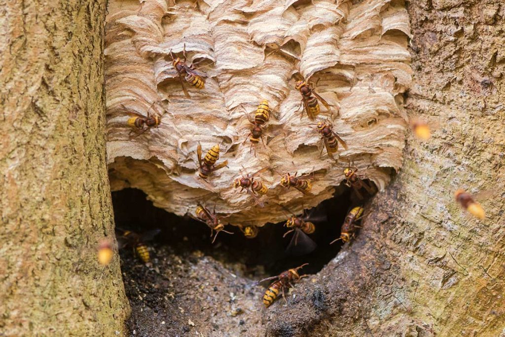 Pest Control Ferndown