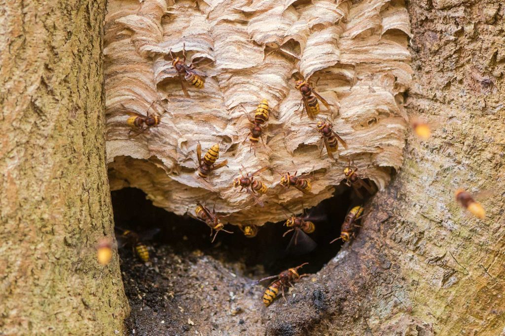 Pest Control Lymington