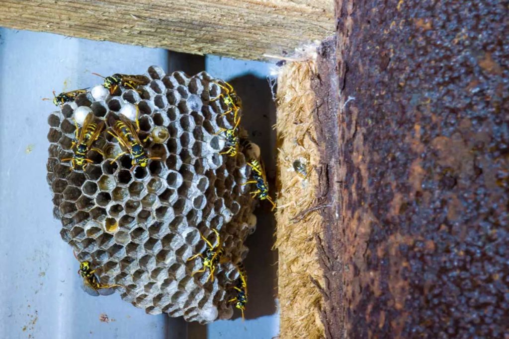 Pest Control Ringwood