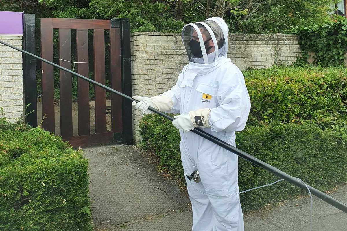 Pest Control in Southampton wasp mest removal
