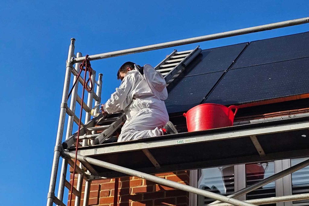 Pest Control in Southampton bird control