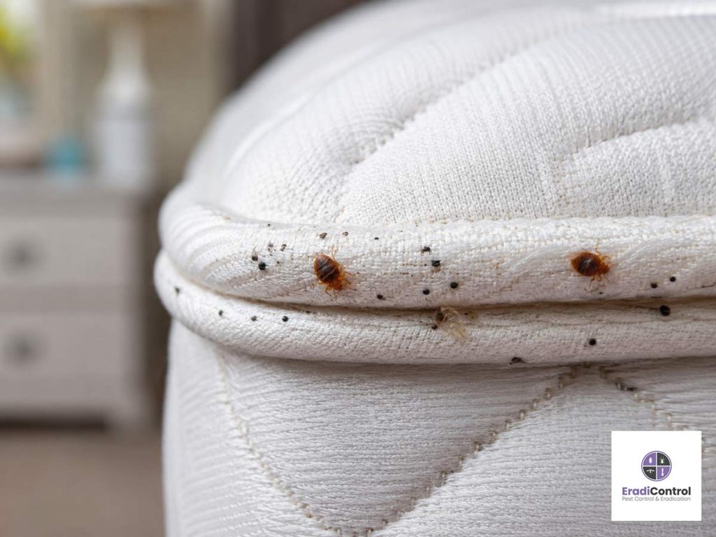 Early signs of bed bugs around a mattress seam in a Southampton property.