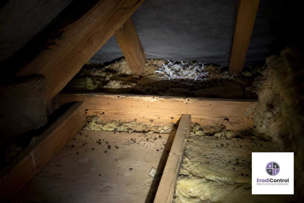 Signs of mouse activity in a loft space above a Southampton home.