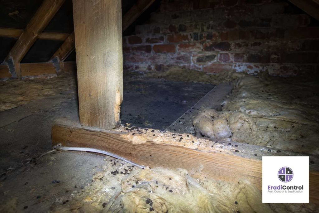 Common signs of rat activity in a UK loft space