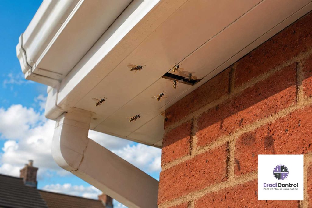 Wasps entering the same roof access point on a UK property
