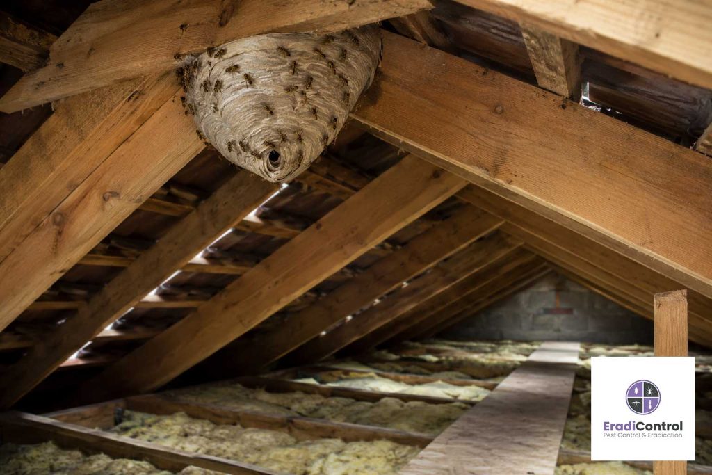 Wasp nest inside a loft space in a UK home