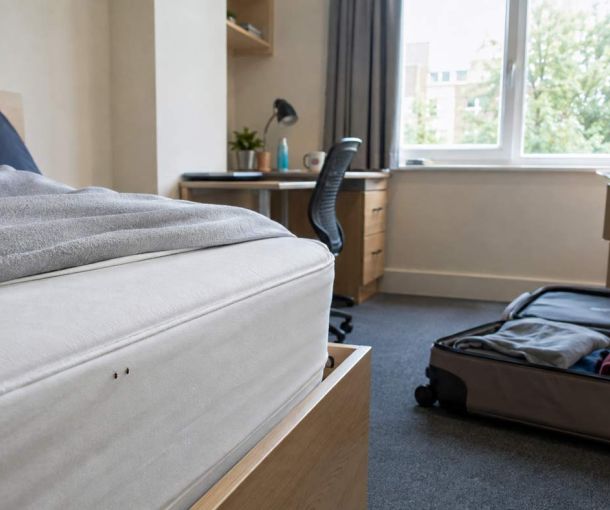 Bed bugs introduced into Southampton student accommodation through luggage.