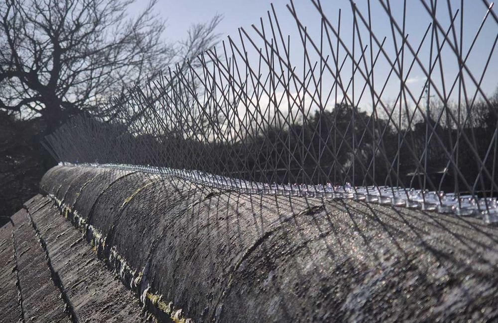 The Complete Guide to Bird Proofing: How to Protect Your Property from Nesting Birds