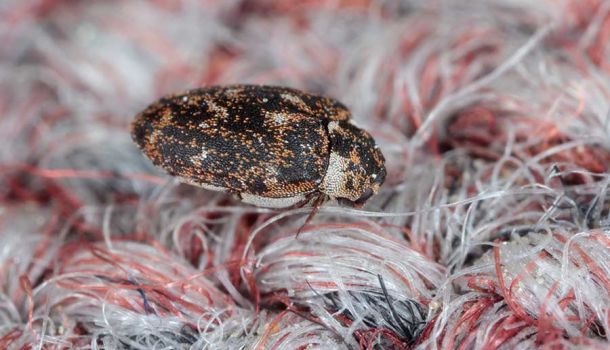 Carpet Beetle Treatment