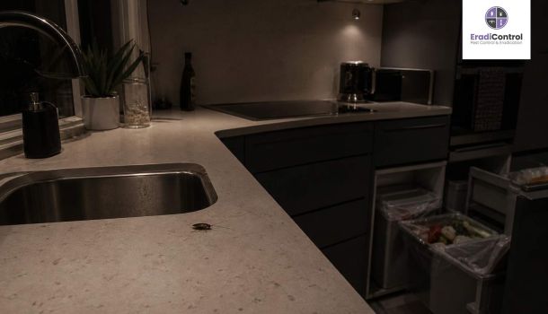 Cockroach on kitchen worktop in a UK home at night near sink and bin area