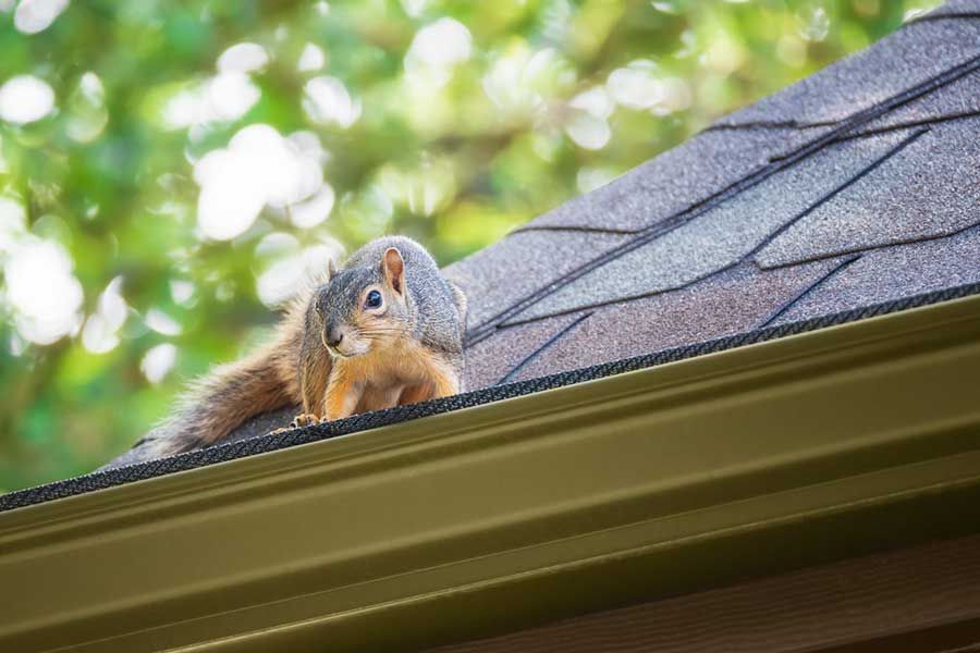 Squirrel Control
