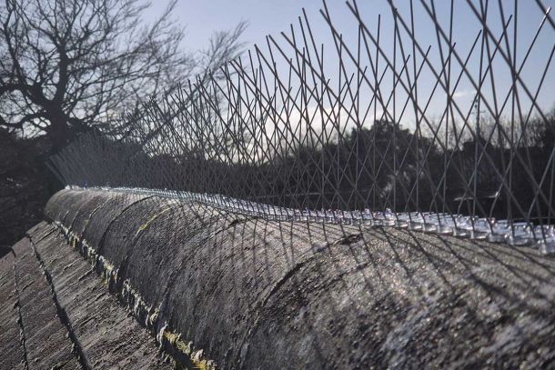 The Complete Guide to Bird Proofing: How to Protect Your Property from Nesting Birds