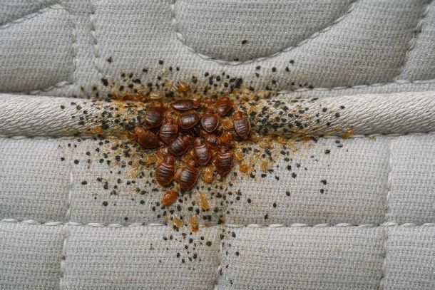 How To Get Rid Of Bed Bugs In 5 Easy Step