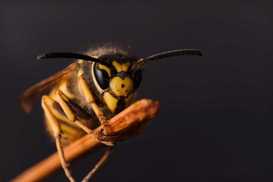 Wasp Control