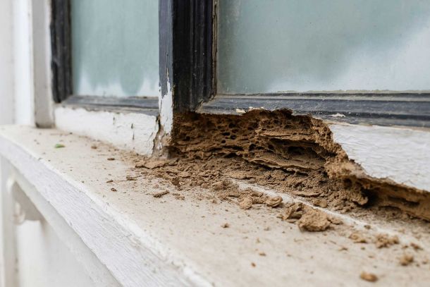 Preventing termite risk