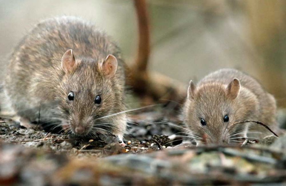 Rodent Control
