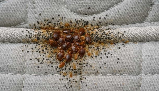 How To Get Rid Of Bed Bugs In 5 Easy Step