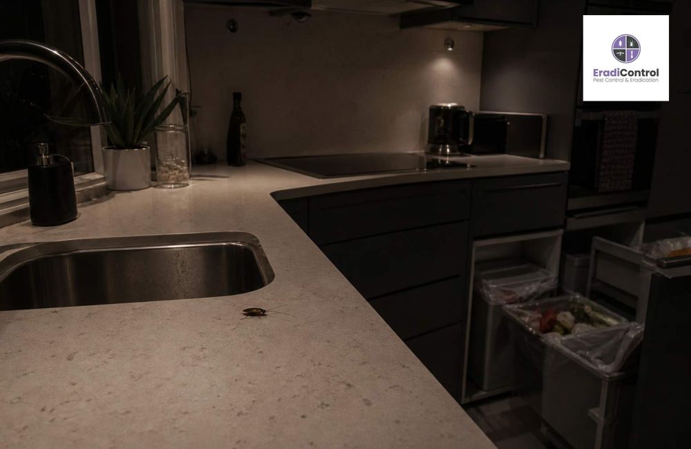 Cockroach on kitchen worktop in a UK home at night near sink and bin area