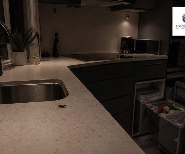 Cockroach on kitchen worktop in a UK home at night near sink and bin area