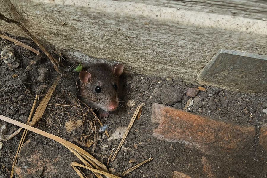 Pest Control Southbourne