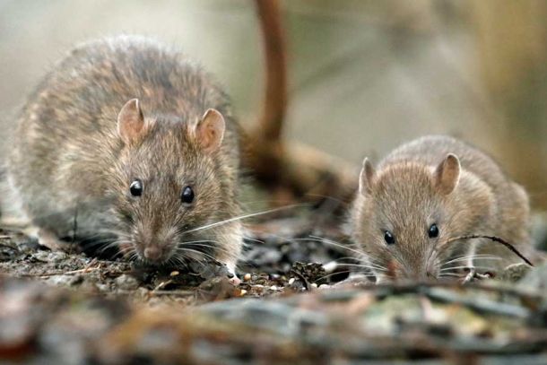 Rodent Control