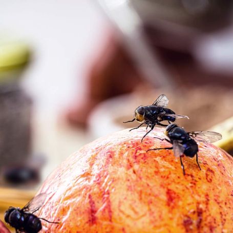 Trusted Pest Controllers Christchurch